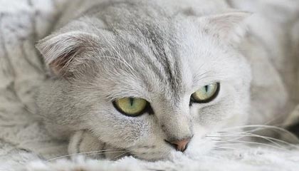 九游网页版入口-山东队主场战胜对手，稳固前进态势，山东队首发